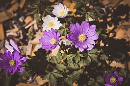 ?？?花園,花