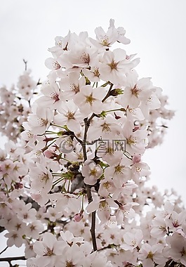 櫻花盛開(kāi),春天,木材