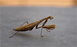 螳螂菩提樹,性質,捕食者