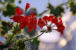 花,野花,花的