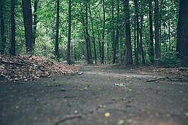 行人路,森林,伍茲