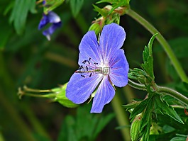 花,花卉,蚱蜢