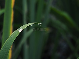 風(fēng)景,植物,攝影