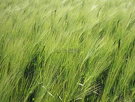 谷物,字段,綠色