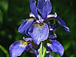 虹膜,花,花園