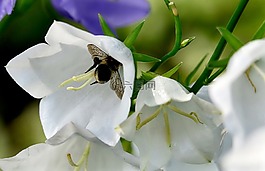 campanules,鮮花,夏季花卉