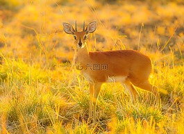 巴克,野生動物,自然