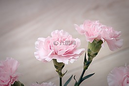 丁香,粉红色,粉红色的康乃馨