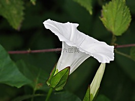 花,白,旋花