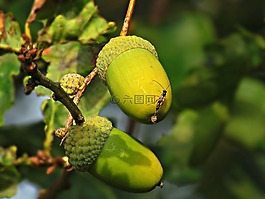 橡子,水果,橡树