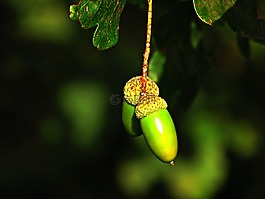橡子,水果,橡树