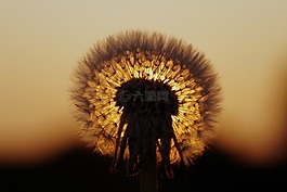 蒲公英,日落,太陽