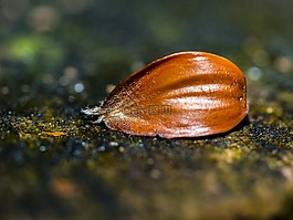 beechnut,水果,性质