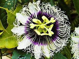 百香果,花卉,性質(zhì)