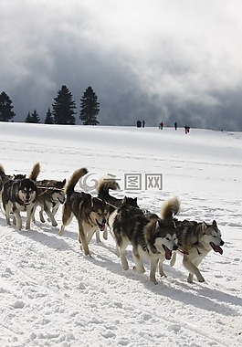 哈士奇,體育,雪