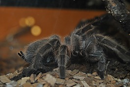 動(dòng)物園,蜘蛛,動(dòng)物