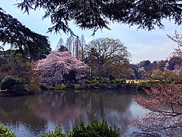 公园,樱桃,春