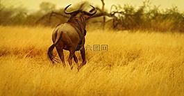 牛羚,gnu,儲備
