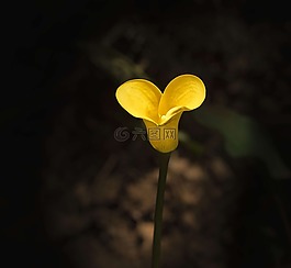 百合,黃色,植物區(qū)系
