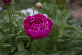 鮮花,花園,夏季花卉