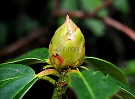 濕,自然,花蕾