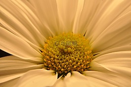 花,花的,自然