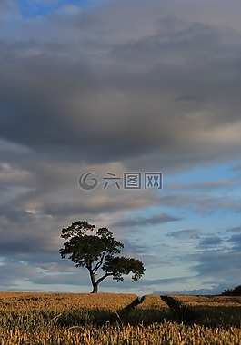 原野,秋,天空