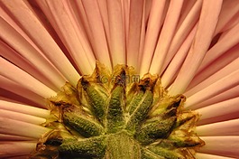 花的,花瓣,流動