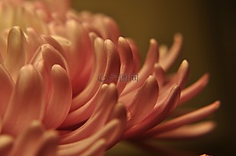 花的,花瓣,流動