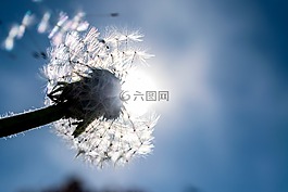 蒲公英,自然,花