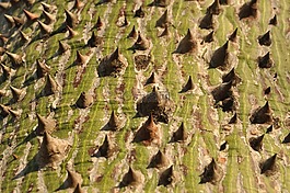 樹,吠,帶動