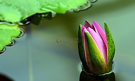 睡蓮,獨獨黃,水生植物