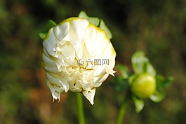 大丽花,白,关闭
