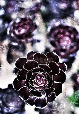 花的,花瓣,自然