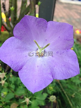 花,紫,關(guān)閉