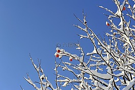 冬季,冬天樹(shù),雪