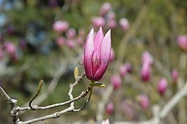 玉蘭,鮮花,紫色