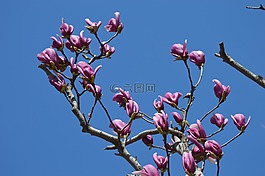 玉蘭,鮮花,紫色