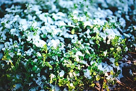 綠色,植物,雪