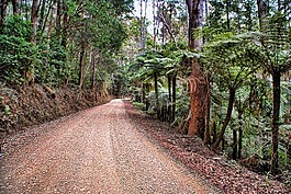 叢林,路,泥路