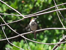 鳥,小鳥,通