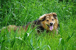 西林kuhhund,狗,性质