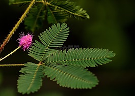 不当的含羞草图片_不当的含羞草素材_不当的含羞草模板免费下载-六