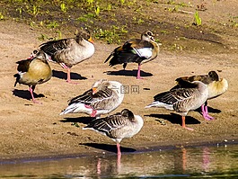 鹅,nilgans,灰鹅