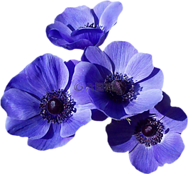 開花,罌粟,藍(lán)色