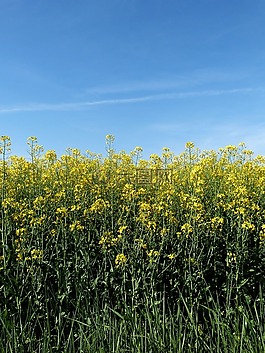 鮮花,天空,黃色