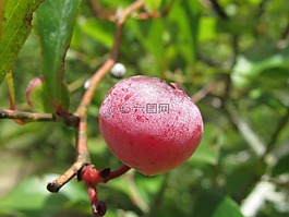 未成熟的蓝莓,红色,自然