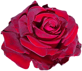玫瑰,紅色,開花