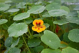 焊菜屬的植物,花,橙