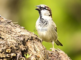 麻雀,斯珀林,鳥(niǎo)